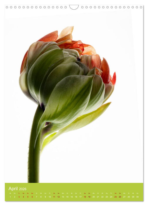 Natürlich Blumen. (CALVENDO Wandkalender 2026)