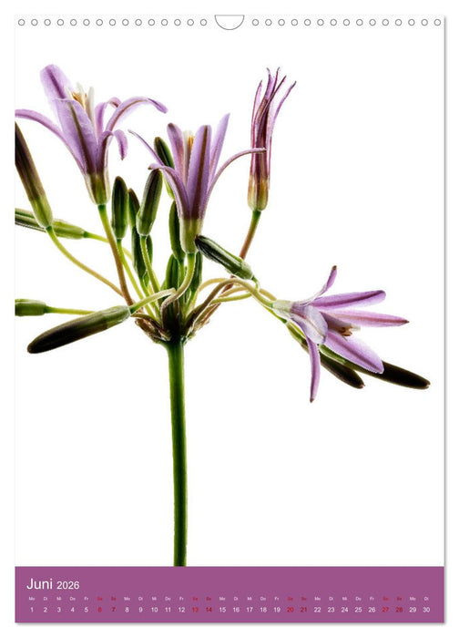 Natürlich Blumen. (CALVENDO Wandkalender 2026)