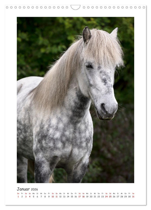 Farbenfrohe Islandpferde (CALVENDO Wandkalender 2026)