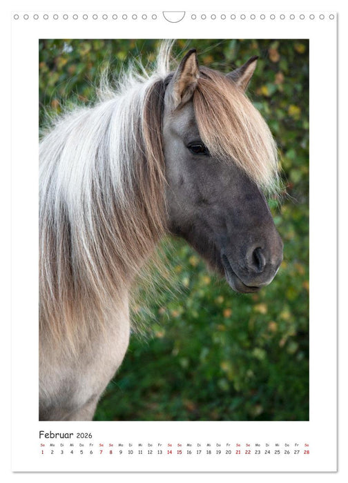 Farbenfrohe Islandpferde (CALVENDO Wandkalender 2026)