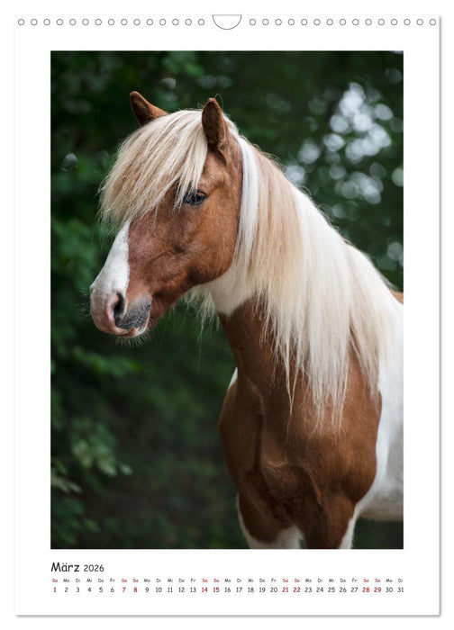 Farbenfrohe Islandpferde (CALVENDO Wandkalender 2026)
