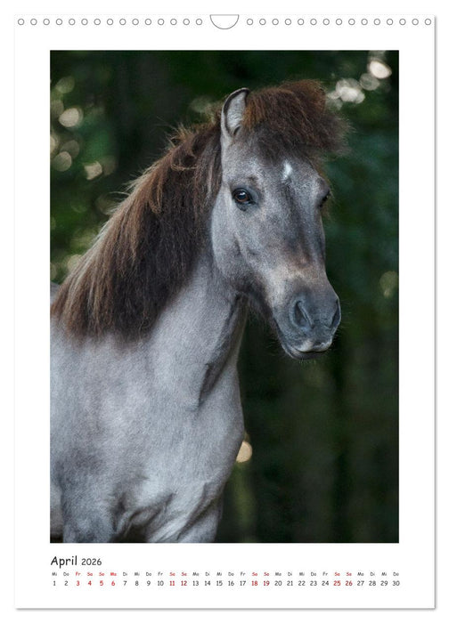 Farbenfrohe Islandpferde (CALVENDO Wandkalender 2026)