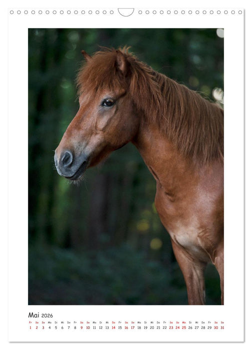 Farbenfrohe Islandpferde (CALVENDO Wandkalender 2026)