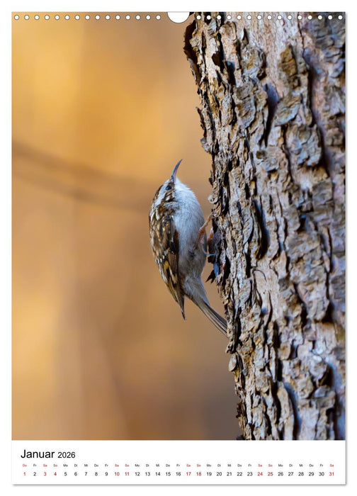 Heimische Vögel in Ihren Gärten (CALVENDO Wandkalender 2026)