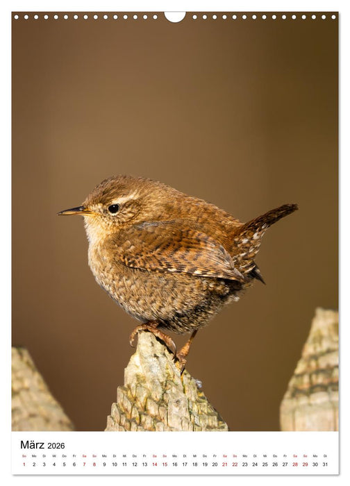 Heimische Vögel in Ihren Gärten (CALVENDO Wandkalender 2026)