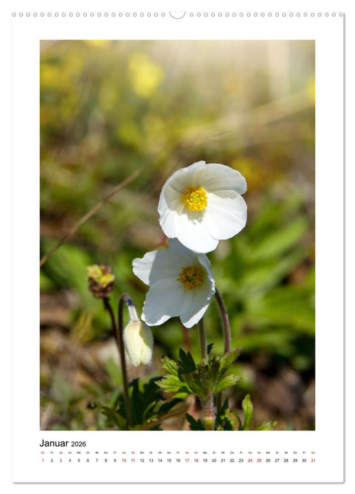 Kalkmagerrasen (CALVENDO Premium Wandkalender 2026)