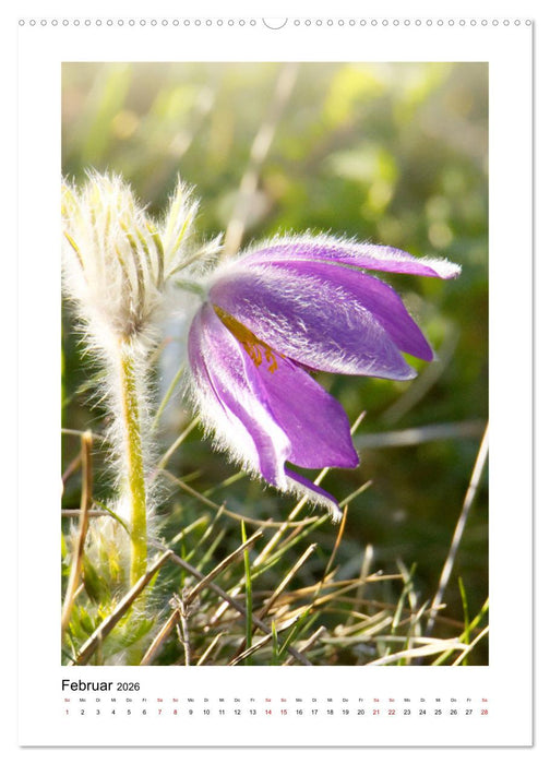 Kalkmagerrasen (CALVENDO Premium Wandkalender 2026)