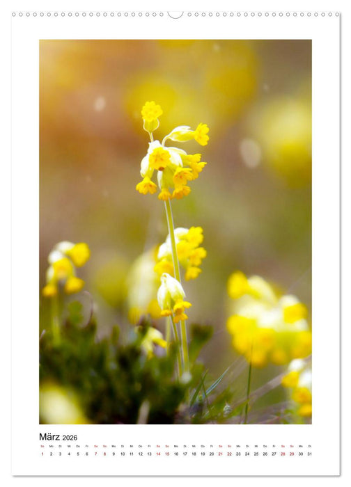 Kalkmagerrasen (CALVENDO Premium Wandkalender 2026)