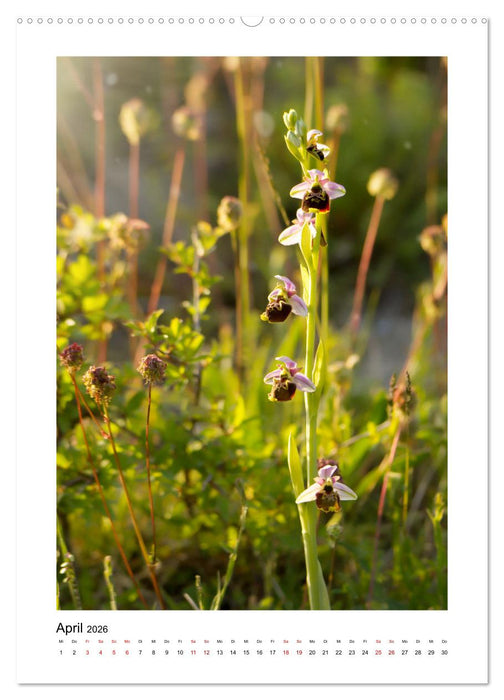 Kalkmagerrasen (CALVENDO Premium Wandkalender 2026)