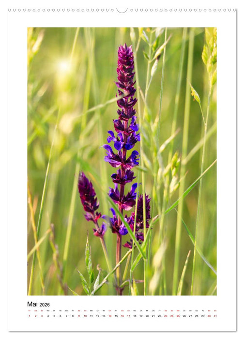 Kalkmagerrasen (CALVENDO Premium Wandkalender 2026)