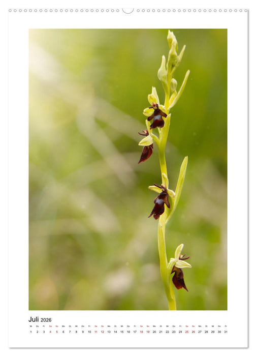 Kalkmagerrasen (CALVENDO Premium Wandkalender 2026)