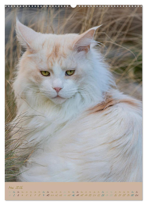 Plüschige Katzen im Garten (CALVENDO Wandkalender 2026)