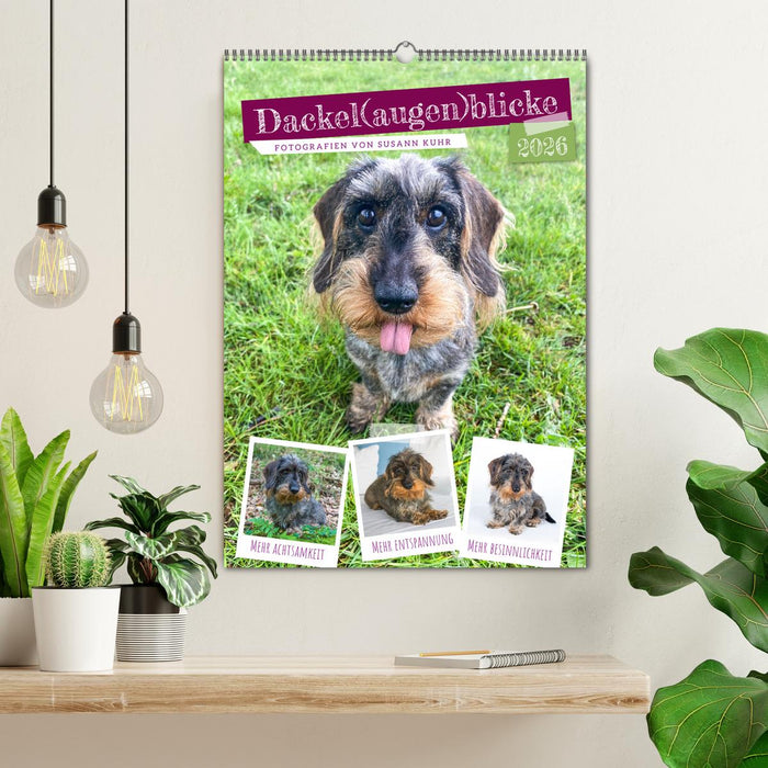 Dackel(augen)blicke (CALVENDO Wandkalender 2026)