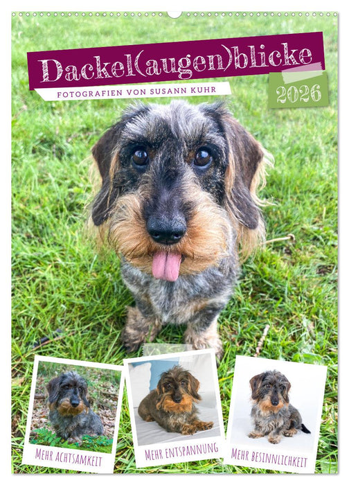 Dackel(augen)blicke (CALVENDO Wandkalender 2026)