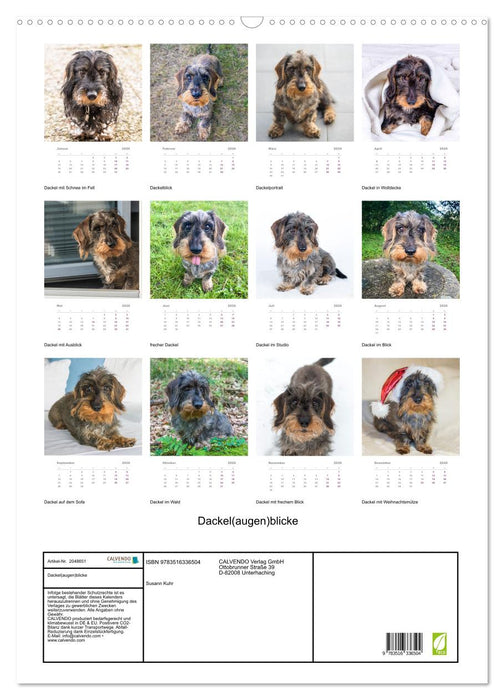 Dackel(augen)blicke (CALVENDO Wandkalender 2026)