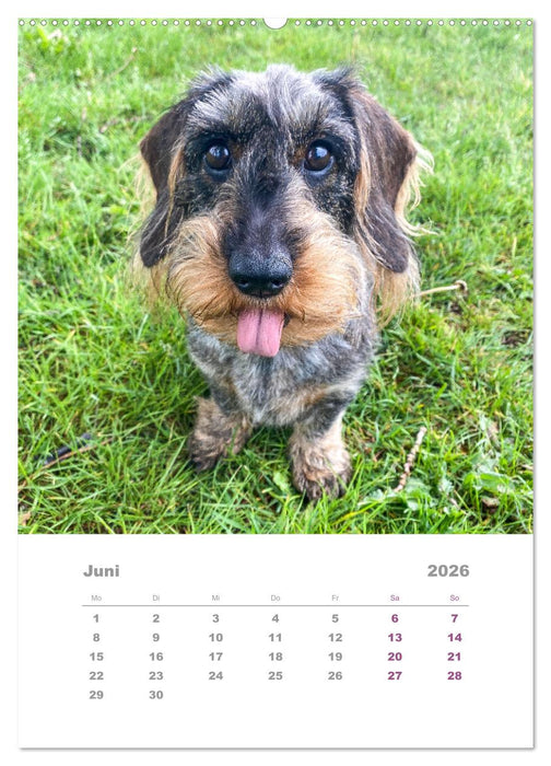 Dackel(augen)blicke (CALVENDO Wandkalender 2026)