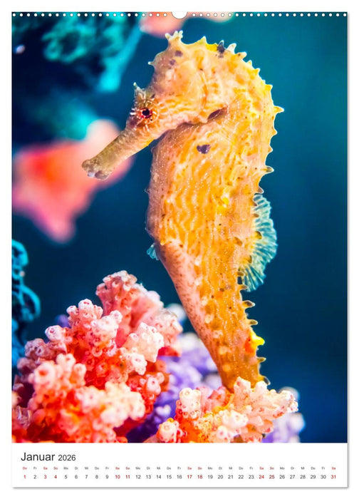 Seepferdchen - Die faszinierende Meerestiere. (CALVENDO Premium Wandkalender 2026)