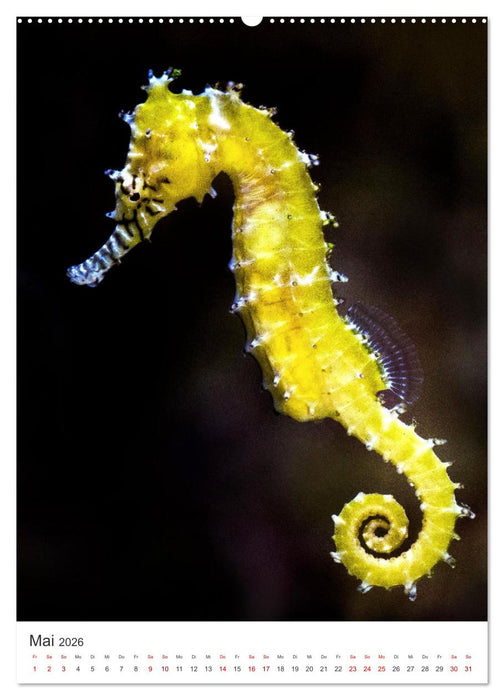 Seepferdchen - Die faszinierende Meerestiere. (CALVENDO Premium Wandkalender 2026)