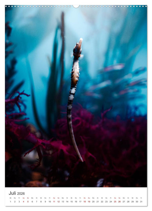 Seepferdchen - Die faszinierende Meerestiere. (CALVENDO Premium Wandkalender 2026)