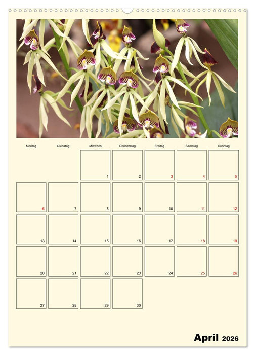 Orchideenträume (CALVENDO Wandkalender 2026)
