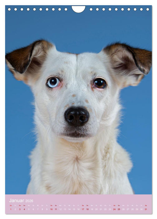 Faszinierende Haustiere (CALVENDO Wandkalender 2026)