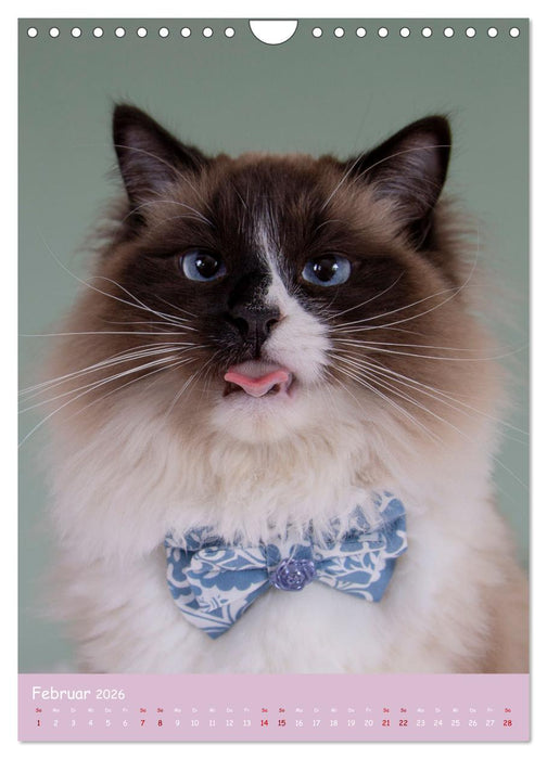 Faszinierende Haustiere (CALVENDO Wandkalender 2026)