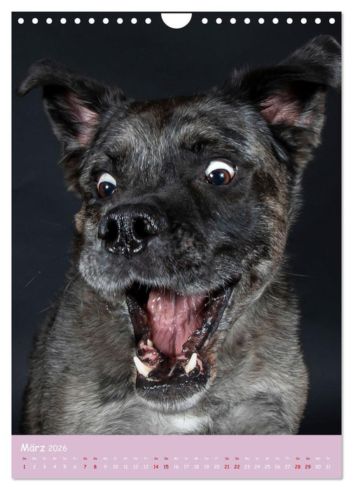 Faszinierende Haustiere (CALVENDO Wandkalender 2026)