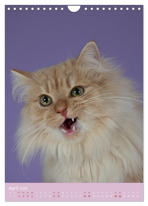 Faszinierende Haustiere (CALVENDO Wandkalender 2026)