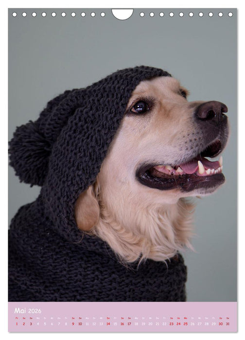 Faszinierende Haustiere (CALVENDO Wandkalender 2026)