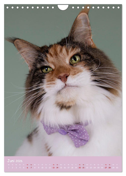 Faszinierende Haustiere (CALVENDO Wandkalender 2026)