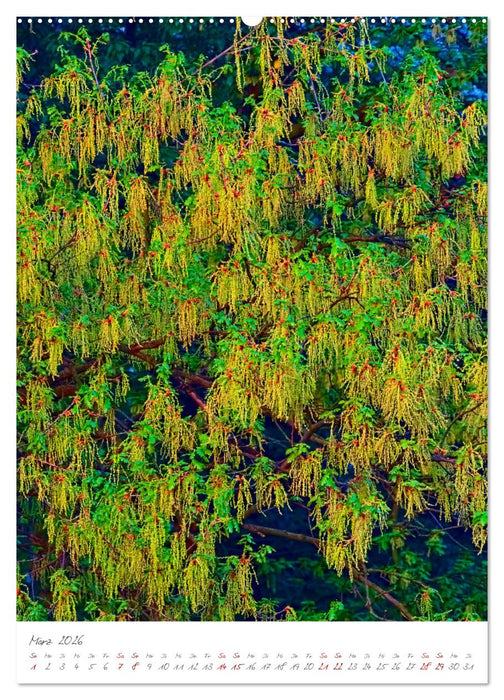 Das Symbol der Ewigkeit (CALVENDO Wandkalender 2026)