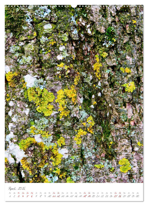 Das Symbol der Ewigkeit (CALVENDO Wandkalender 2026)