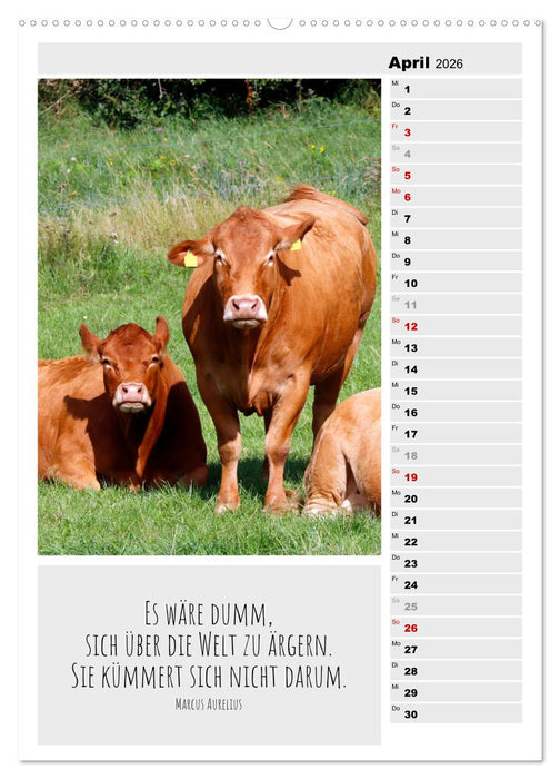 Coole Rindviecher (CALVENDO Premium Wandkalender 2026)