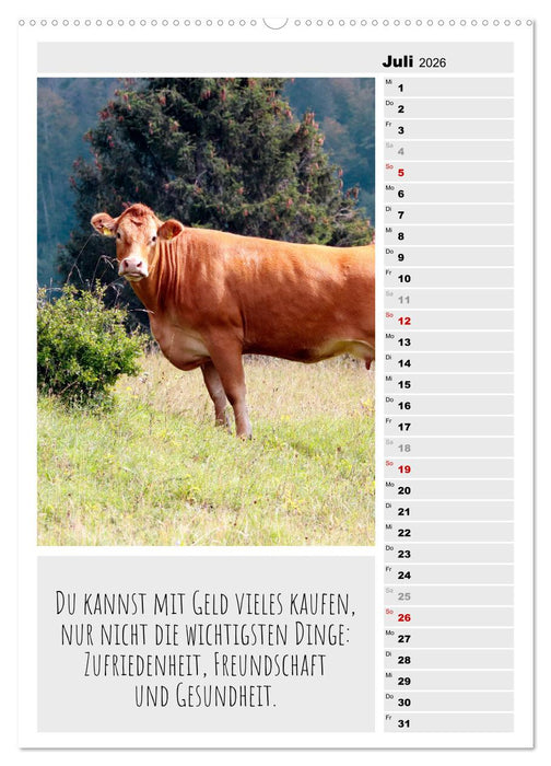 Coole Rindviecher (CALVENDO Premium Wandkalender 2026)