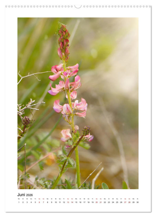Kalkmagerrasen (CALVENDO Wandkalender 2026)