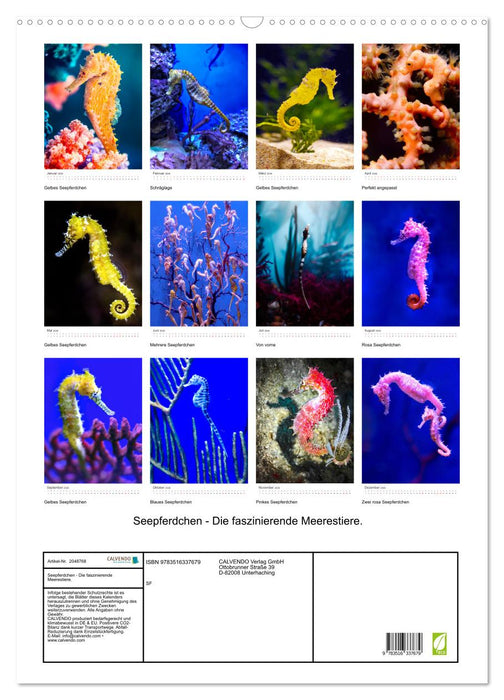 Seepferdchen - Die faszinierende Meerestiere. (CALVENDO Wandkalender 2026)