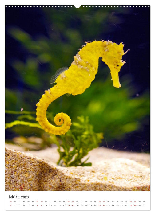 Seepferdchen - Die faszinierende Meerestiere. (CALVENDO Wandkalender 2026)