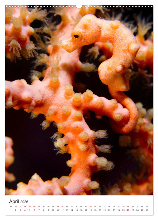 Seepferdchen - Die faszinierende Meerestiere. (CALVENDO Wandkalender 2026)