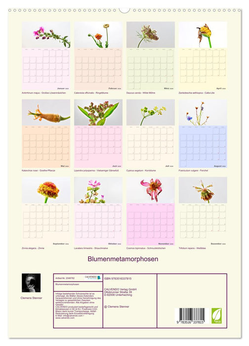 Blumenmetamorphosen (CALVENDO Premium Wandkalender 2026)