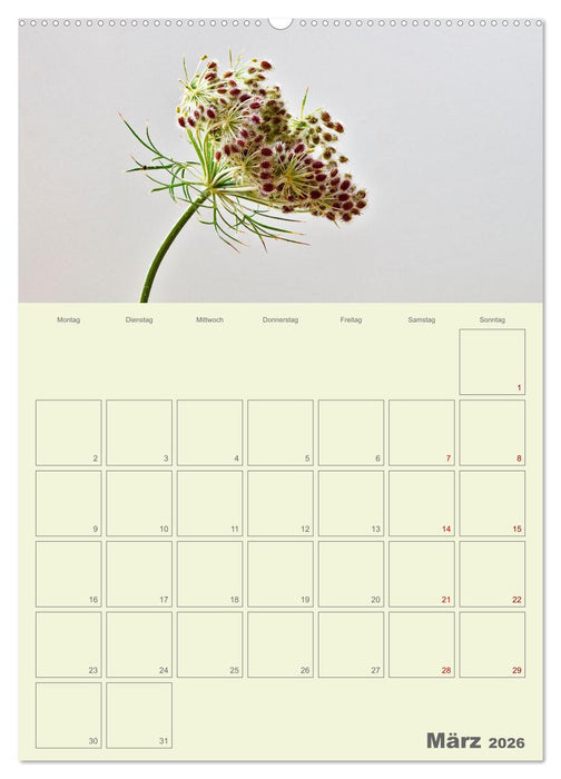Blumenmetamorphosen (CALVENDO Premium Wandkalender 2026)