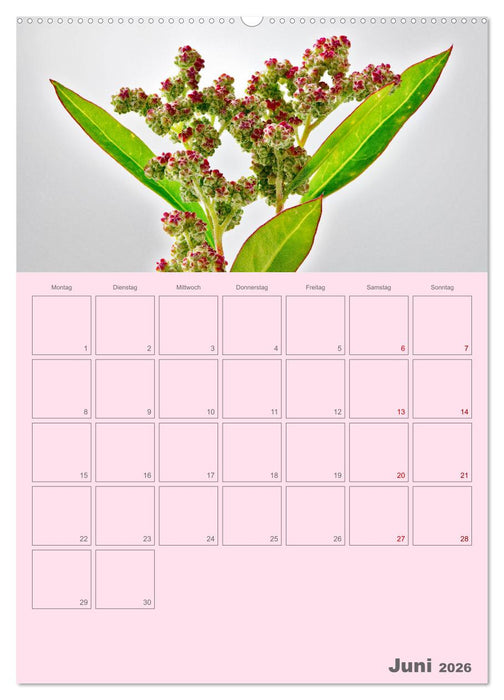 Blumenmetamorphosen (CALVENDO Premium Wandkalender 2026)