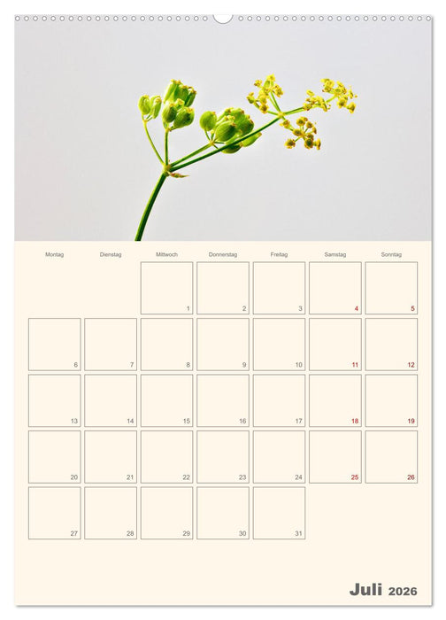Blumenmetamorphosen (CALVENDO Premium Wandkalender 2026)