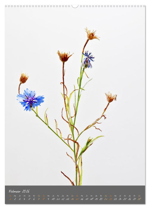 Blütenmetamorphosen (CALVENDO Premium Wandkalender 2026)