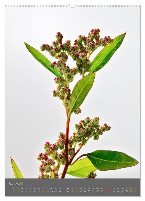 Blütenmetamorphosen (CALVENDO Premium Wandkalender 2026)