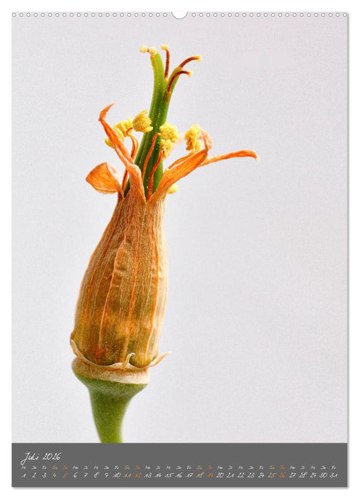 Blütenmetamorphosen (CALVENDO Premium Wandkalender 2026)