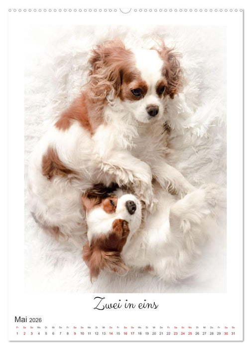 Das abenteuerliche Leben zweier verwegener Cavaliere (CALVENDO Wandkalender 2026)