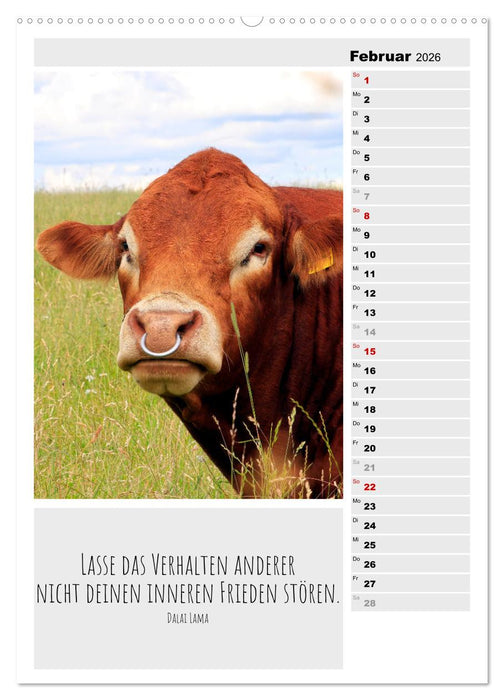 Coole Rindviecher (CALVENDO Wandkalender 2026)