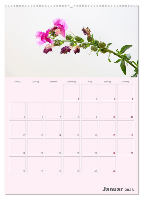 Blumenmetamorphosen (CALVENDO Wandkalender 2026)