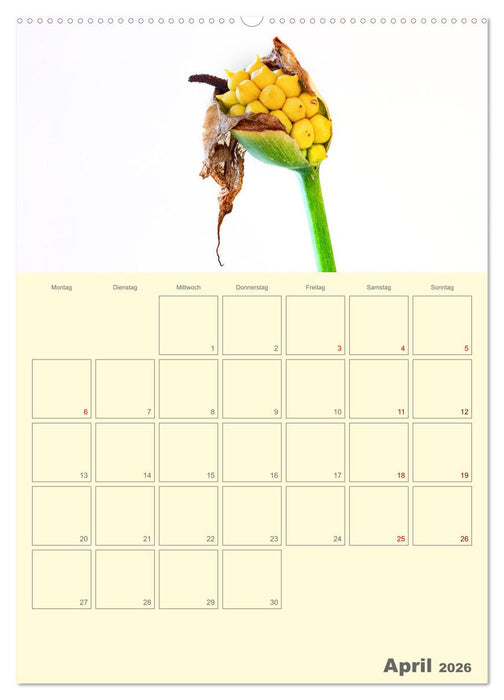 Blumenmetamorphosen (CALVENDO Wandkalender 2026)