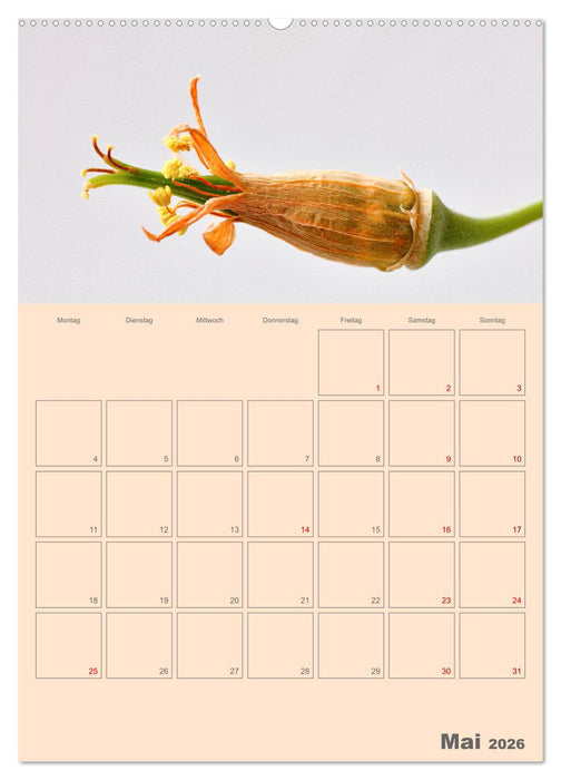 Blumenmetamorphosen (CALVENDO Wandkalender 2026)